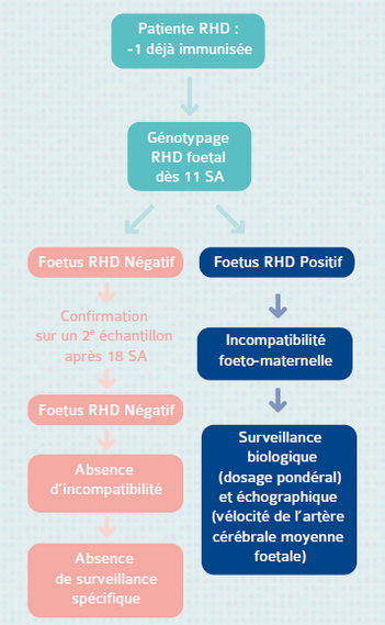 Génotypage RhD foetal à partir du sang maternel